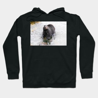 Wet Black Bear Shaking off water Hoodie